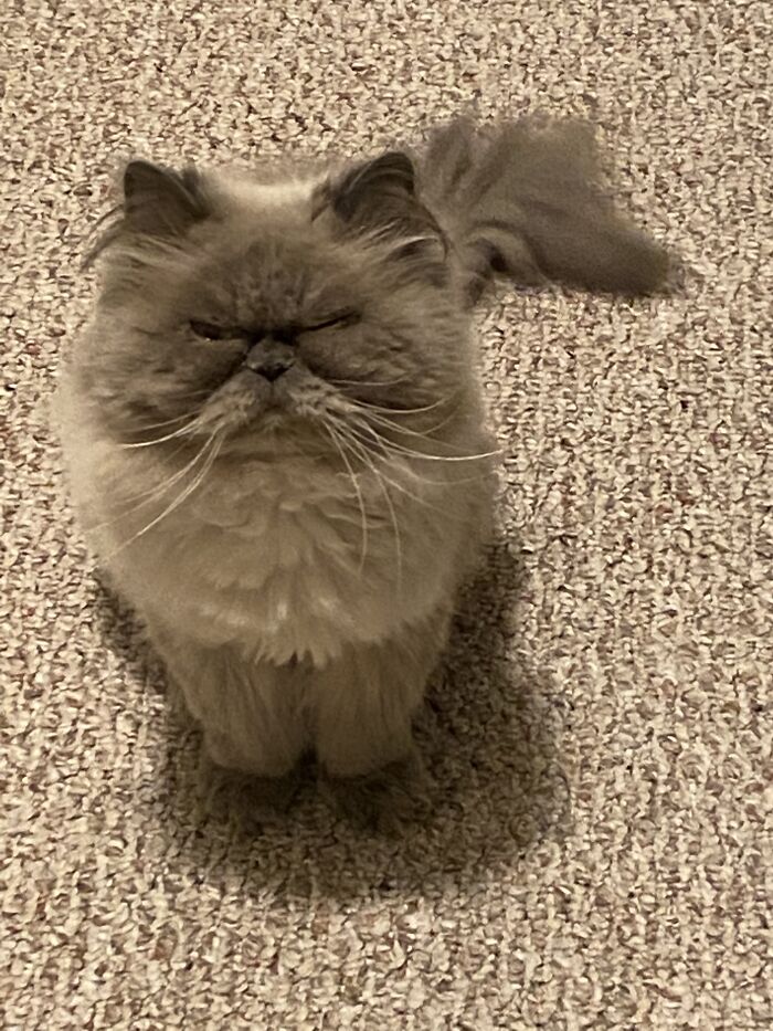 Hey Pandas, Since It’s National Cat Day In Japan, Post Your Cat Pictures (Closed) Hey Pandas, Since It’s National Cat Day In Japan, Post Your Cat Pictures (Closed)