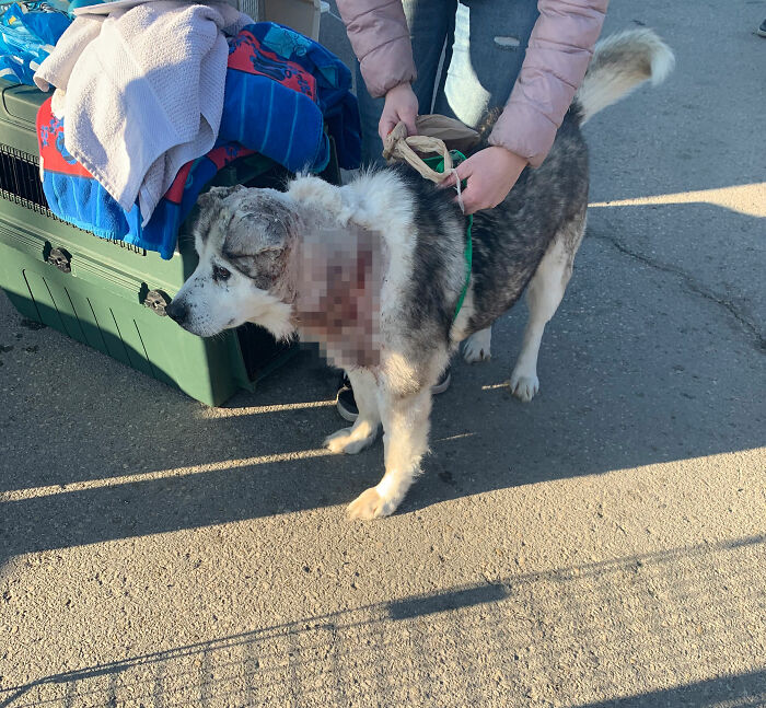 Man Adopts Abandoned Senior Husky And Sheds Light On Important Issues Man Adopts Abandoned Senior Husky And Sheds Light On Important Issues