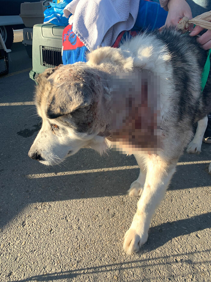 Man Adopts Abandoned Senior Husky And Sheds Light On Important Issues Man Adopts Abandoned Senior Husky And Sheds Light On Important Issues