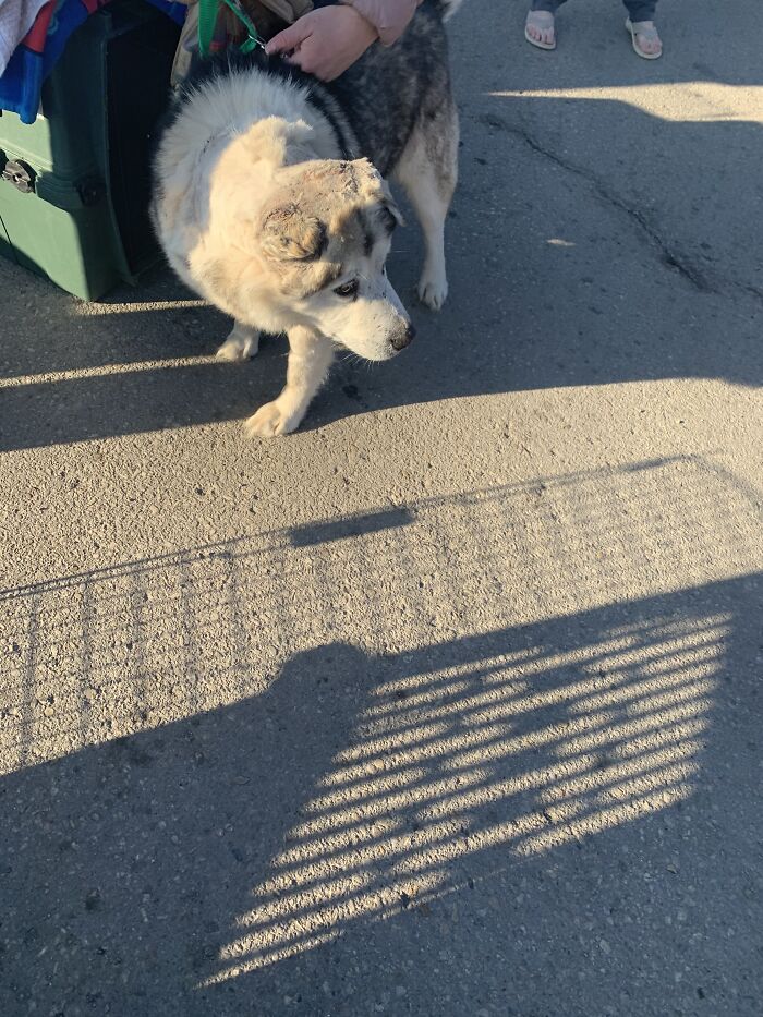 Man Adopts Abandoned Senior Husky And Sheds Light On Important Issues Man Adopts Abandoned Senior Husky And Sheds Light On Important Issues