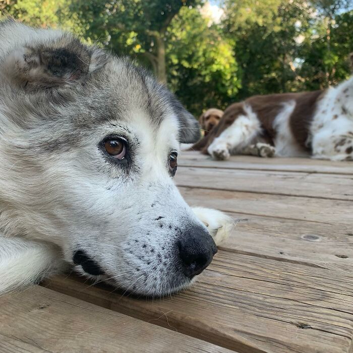 Man Adopts Abandoned Senior Husky And Sheds Light On Important Issues Man Adopts Abandoned Senior Husky And Sheds Light On Important Issues