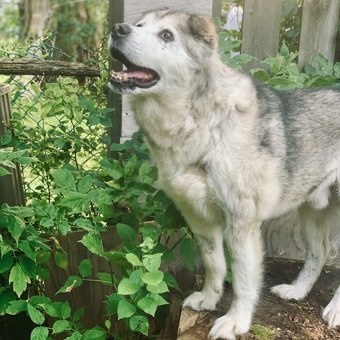 Man Adopts Abandoned Senior Husky And Sheds Light On Important Issues Man Adopts Abandoned Senior Husky And Sheds Light On Important Issues