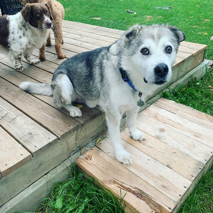 Man Adopts Abandoned Senior Husky And Sheds Light On Important Issues Man Adopts Abandoned Senior Husky And Sheds Light On Important Issues