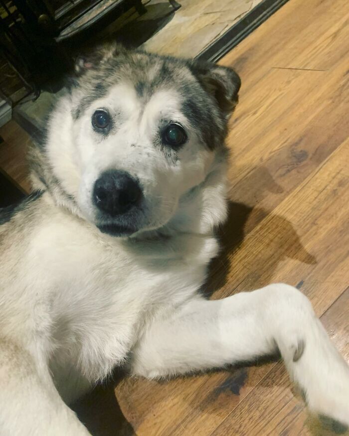 Man Adopts Abandoned Senior Husky And Sheds Light On Important Issues Man Adopts Abandoned Senior Husky And Sheds Light On Important Issues