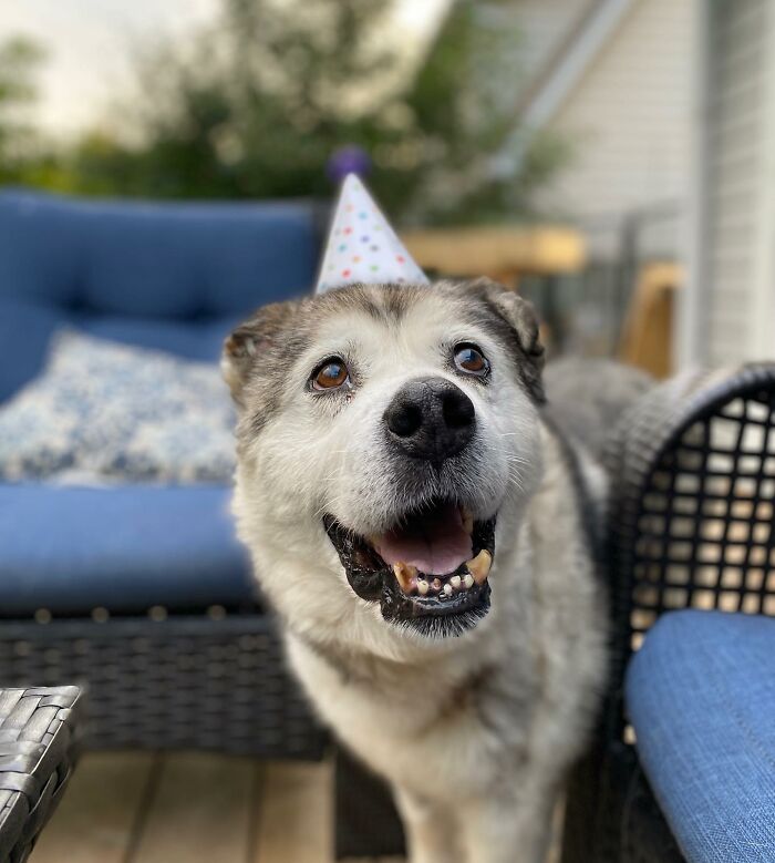 Man Adopts Abandoned Senior Husky And Sheds Light On Important Issues Man Adopts Abandoned Senior Husky And Sheds Light On Important Issues