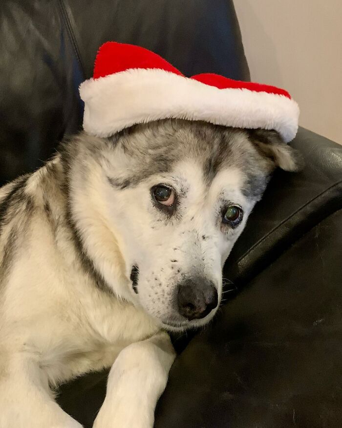 Man Adopts Abandoned Senior Husky And Sheds Light On Important Issues Man Adopts Abandoned Senior Husky And Sheds Light On Important Issues