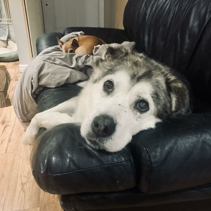 Man Adopts Abandoned Senior Husky And Sheds Light On Important Issues Man Adopts Abandoned Senior Husky And Sheds Light On Important Issues
