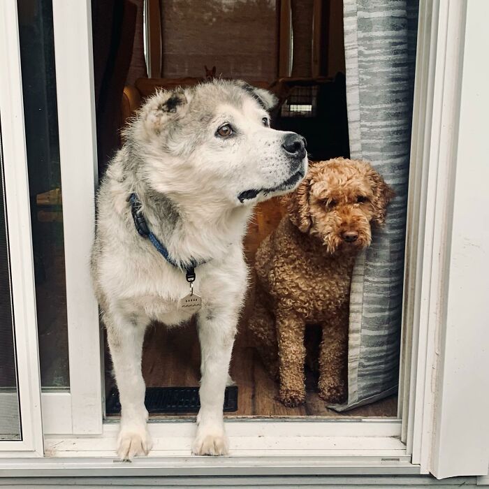 Man Adopts Abandoned Senior Husky And Sheds Light On Important Issues Man Adopts Abandoned Senior Husky And Sheds Light On Important Issues