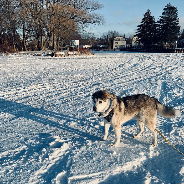 Man Adopts Abandoned Senior Husky And Sheds Light On Important Issues Man Adopts Abandoned Senior Husky And Sheds Light On Important Issues