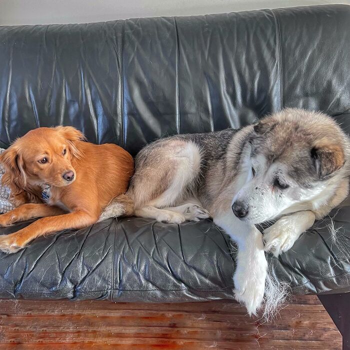 Man Adopts Abandoned Senior Husky And Sheds Light On Important Issues Man Adopts Abandoned Senior Husky And Sheds Light On Important Issues