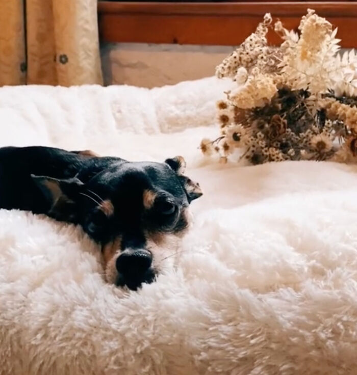 Neurodivergent Couple Throws A Sensory-Friendly Wedding So Cute And Relaxed, It Made People Wonder If That Shouldn’t Be The Norm Neurodivergent Couple Throws A Sensory-Friendly Wedding So Cute And Relaxed, It Made People Wonder If That Shouldn’t Be The Norm