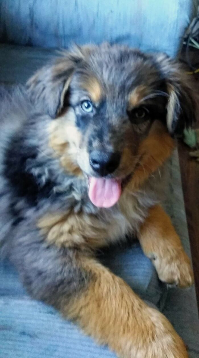 This Australian Shepherd Came Into My Home And Never Left (10 Pics) This Australian Shepherd Came Into My Home And Never Left (10 Pics)