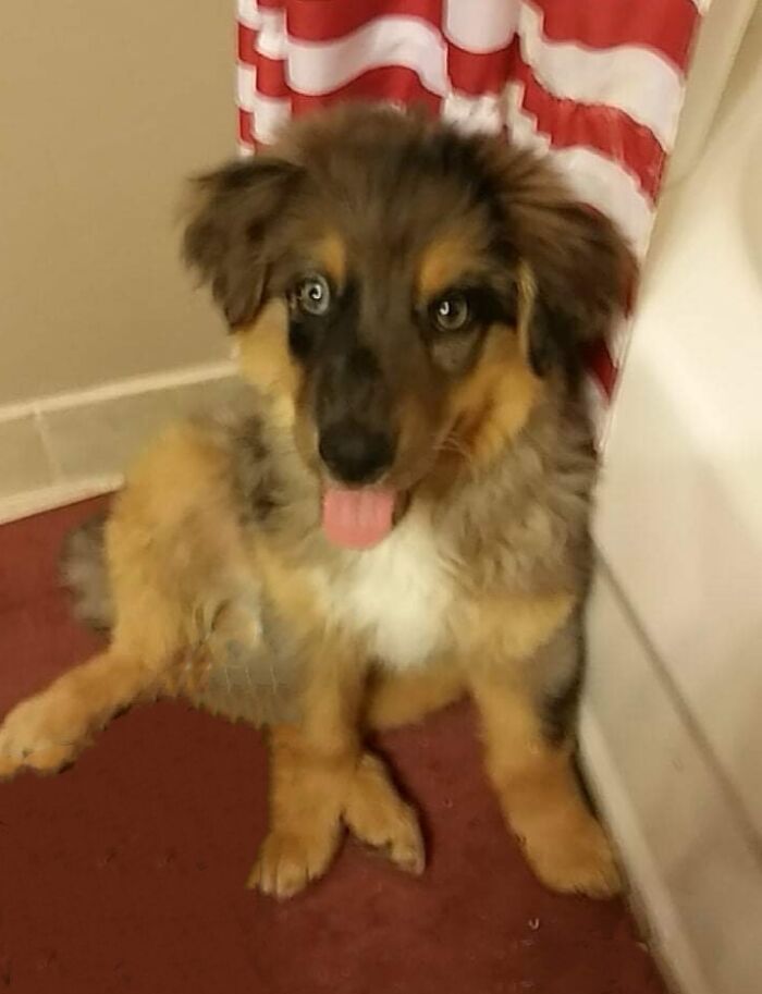 This Australian Shepherd Came Into My Home And Never Left (10 Pics) This Australian Shepherd Came Into My Home And Never Left (10 Pics)