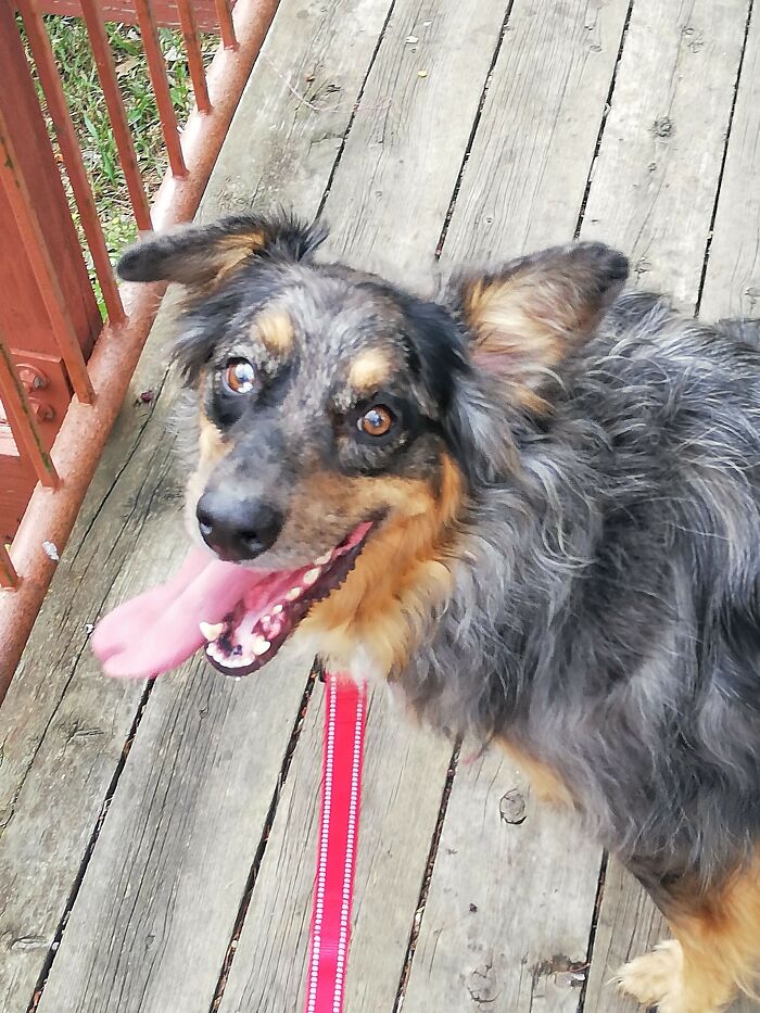 This Australian Shepherd Came Into My Home And Never Left (10 Pics) This Australian Shepherd Came Into My Home And Never Left (10 Pics)