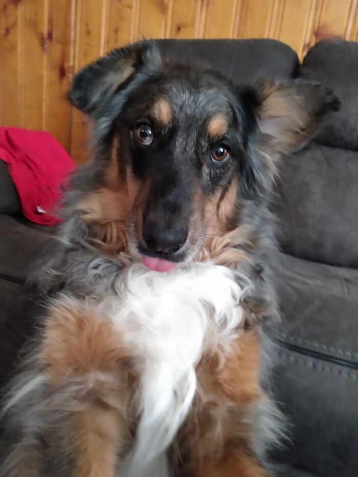 This Australian Shepherd Came Into My Home And Never Left (10 Pics) This Australian Shepherd Came Into My Home And Never Left (10 Pics)