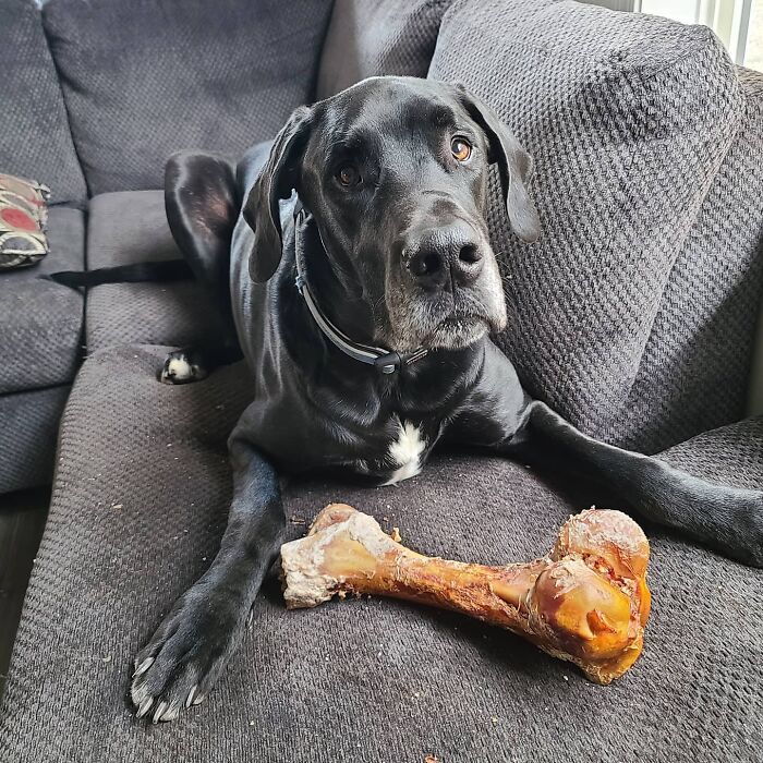 “Because Of Corbin’s Size, Some People Find Him Scary”: 150-Lb Great Dane Breaks Misconceptions By Being The Best Foster Dad To Kittens “Because Of Corbin’s Size, Some People Find Him Scary”: 150-Lb Great Dane Breaks Misconceptions By Being The Best Foster Dad To Kittens