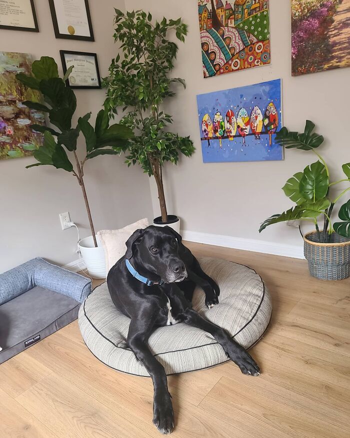 “Because Of Corbin’s Size, Some People Find Him Scary”: 150-Lb Great Dane Breaks Misconceptions By Being The Best Foster Dad To Kittens “Because Of Corbin’s Size, Some People Find Him Scary”: 150-Lb Great Dane Breaks Misconceptions By Being The Best Foster Dad To Kittens