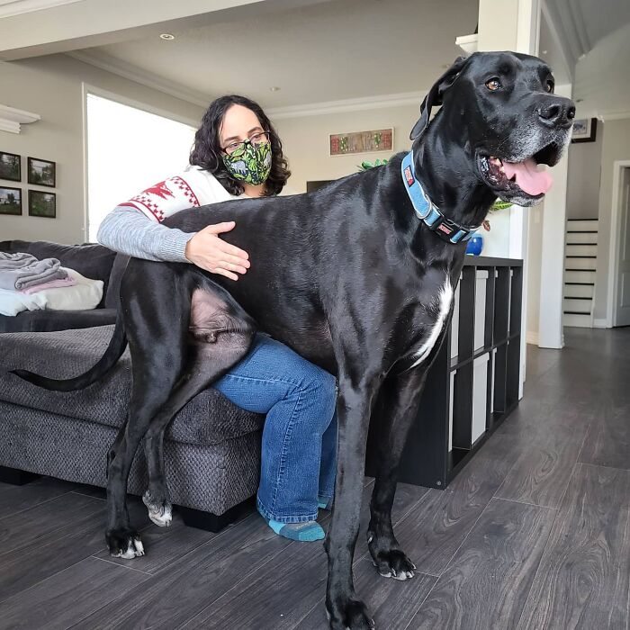 “Because Of Corbin’s Size, Some People Find Him Scary”: 150-Lb Great Dane Breaks Misconceptions By Being The Best Foster Dad To Kittens “Because Of Corbin’s Size, Some People Find Him Scary”: 150-Lb Great Dane Breaks Misconceptions By Being The Best Foster Dad To Kittens