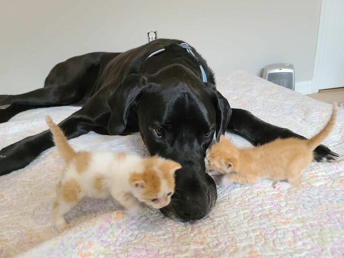 “Because Of Corbin’s Size, Some People Find Him Scary”: 150-Lb Great Dane Breaks Misconceptions By Being The Best Foster Dad To Kittens “Because Of Corbin’s Size, Some People Find Him Scary”: 150-Lb Great Dane Breaks Misconceptions By Being The Best Foster Dad To Kittens