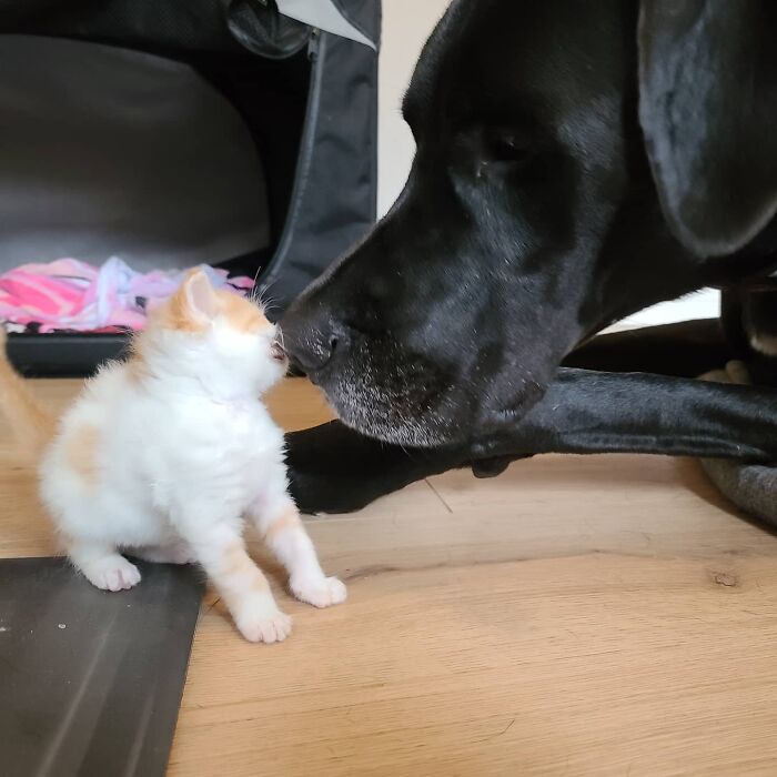 “Because Of Corbin’s Size, Some People Find Him Scary”: 150-Lb Great Dane Breaks Misconceptions By Being The Best Foster Dad To Kittens “Because Of Corbin’s Size, Some People Find Him Scary”: 150-Lb Great Dane Breaks Misconceptions By Being The Best Foster Dad To Kittens