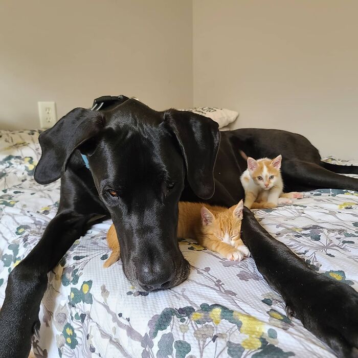 “Because Of Corbin’s Size, Some People Find Him Scary”: 150-Lb Great Dane Breaks Misconceptions By Being The Best Foster Dad To Kittens “Because Of Corbin’s Size, Some People Find Him Scary”: 150-Lb Great Dane Breaks Misconceptions By Being The Best Foster Dad To Kittens