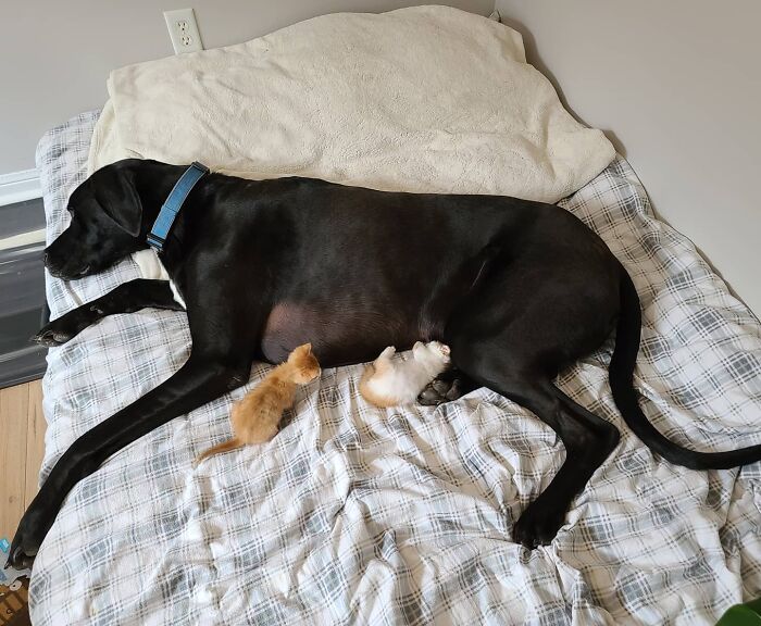 “Because Of Corbin’s Size, Some People Find Him Scary”: 150-Lb Great Dane Breaks Misconceptions By Being The Best Foster Dad To Kittens “Because Of Corbin’s Size, Some People Find Him Scary”: 150-Lb Great Dane Breaks Misconceptions By Being The Best Foster Dad To Kittens