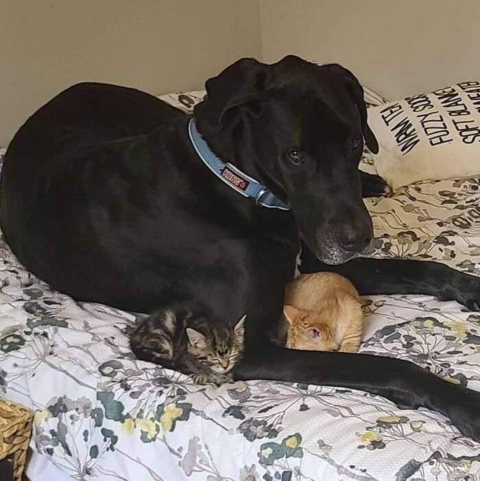 “Because Of Corbin’s Size, Some People Find Him Scary”: 150-Lb Great Dane Breaks Misconceptions By Being The Best Foster Dad To Kittens “Because Of Corbin’s Size, Some People Find Him Scary”: 150-Lb Great Dane Breaks Misconceptions By Being The Best Foster Dad To Kittens