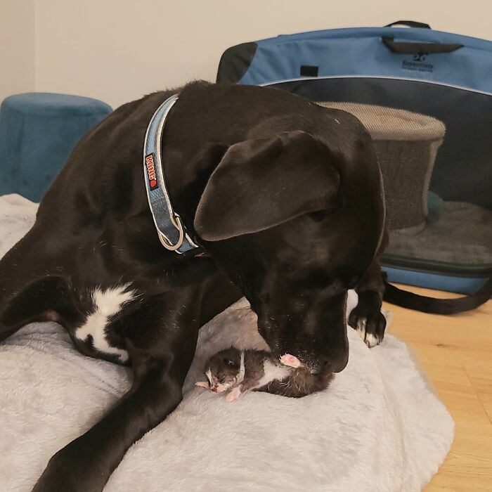 “Because Of Corbin’s Size, Some People Find Him Scary”: 150-Lb Great Dane Breaks Misconceptions By Being The Best Foster Dad To Kittens “Because Of Corbin’s Size, Some People Find Him Scary”: 150-Lb Great Dane Breaks Misconceptions By Being The Best Foster Dad To Kittens