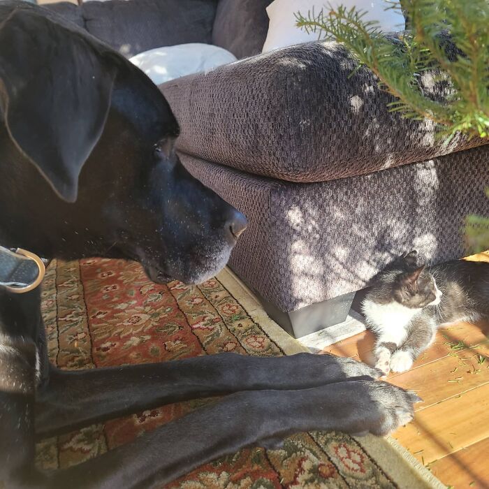 “Because Of Corbin’s Size, Some People Find Him Scary”: 150-Lb Great Dane Breaks Misconceptions By Being The Best Foster Dad To Kittens “Because Of Corbin’s Size, Some People Find Him Scary”: 150-Lb Great Dane Breaks Misconceptions By Being The Best Foster Dad To Kittens