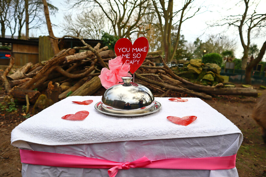 These Capybaras Were Treated To A Romantic Meal For A Capy Valentine’s Day These Capybaras Were Treated To A Romantic Meal For A Capy Valentine’s Day