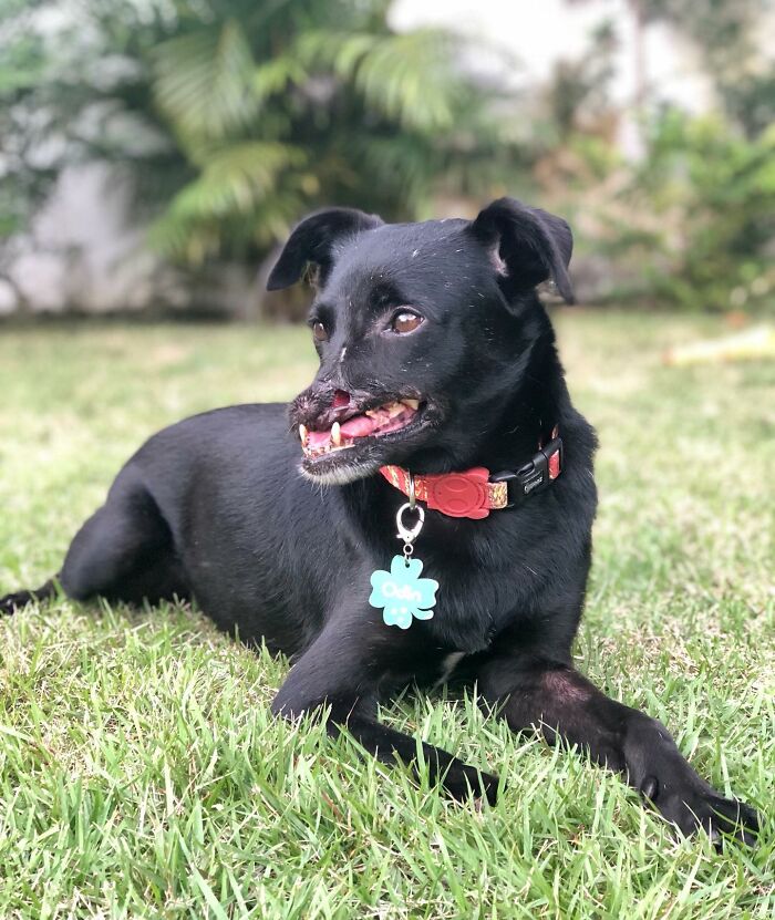 Meet Odin, The Dog Who Lost Part Of His Snout In An Accident And Still Found Kindness In His Owner Who Adopted Him After He Spent 3 Years In A Shelter Meet Odin, The Dog Who Lost Part Of His Snout In An Accident And Still Found Kindness In His Owner Who Adopted Him After He Spent 3 Years In A Shelter