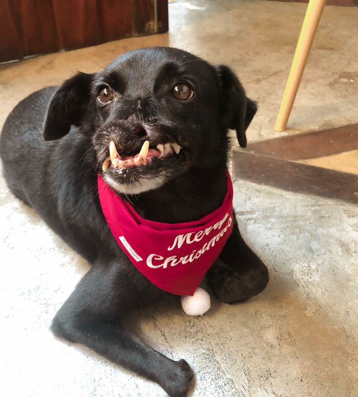 Meet Odin, The Dog Who Lost Part Of His Snout In An Accident And Still Found Kindness In His Owner Who Adopted Him After He Spent 3 Years In A Shelter Meet Odin, The Dog Who Lost Part Of His Snout In An Accident And Still Found Kindness In His Owner Who Adopted Him After He Spent 3 Years In A Shelter