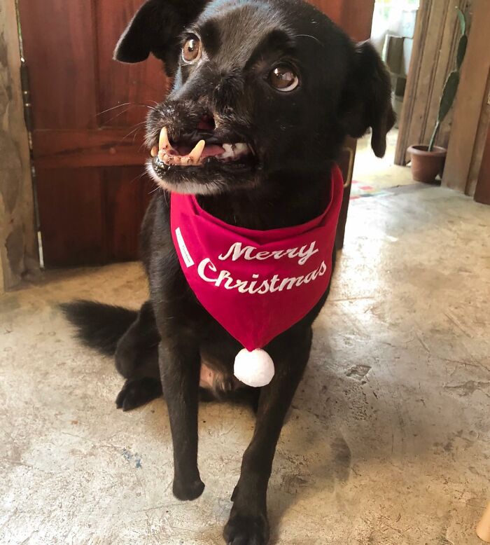 Meet Odin, The Dog Who Lost Part Of His Snout In An Accident And Still Found Kindness In His Owner Who Adopted Him After He Spent 3 Years In A Shelter Meet Odin, The Dog Who Lost Part Of His Snout In An Accident And Still Found Kindness In His Owner Who Adopted Him After He Spent 3 Years In A Shelter