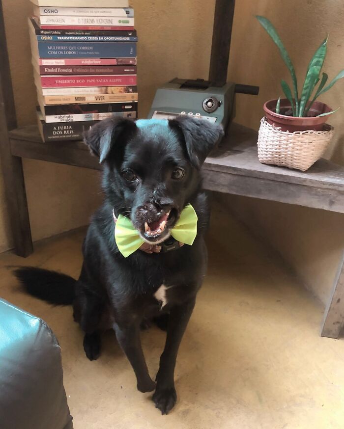 Meet Odin, The Dog Who Lost Part Of His Snout In An Accident And Still Found Kindness In His Owner Who Adopted Him After He Spent 3 Years In A Shelter Meet Odin, The Dog Who Lost Part Of His Snout In An Accident And Still Found Kindness In His Owner Who Adopted Him After He Spent 3 Years In A Shelter