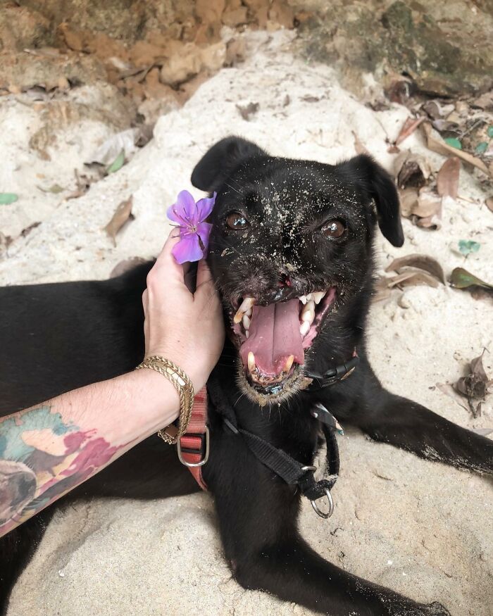 Meet Odin, The Dog Who Lost Part Of His Snout In An Accident And Still Found Kindness In His Owner Who Adopted Him After He Spent 3 Years In A Shelter Meet Odin, The Dog Who Lost Part Of His Snout In An Accident And Still Found Kindness In His Owner Who Adopted Him After He Spent 3 Years In A Shelter