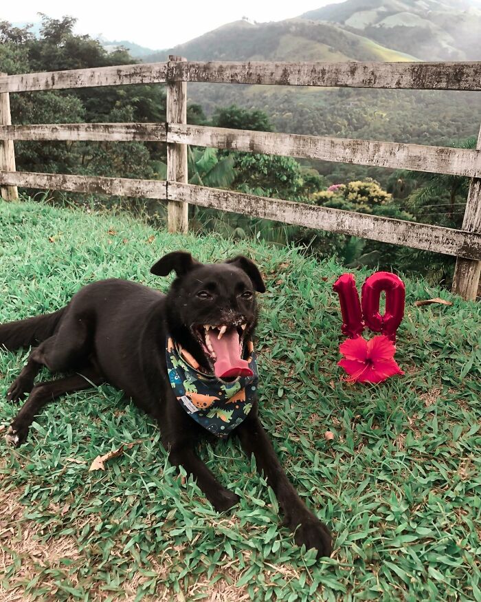 Meet Odin, The Dog Who Lost Part Of His Snout In An Accident And Still Found Kindness In His Owner Who Adopted Him After He Spent 3 Years In A Shelter Meet Odin, The Dog Who Lost Part Of His Snout In An Accident And Still Found Kindness In His Owner Who Adopted Him After He Spent 3 Years In A Shelter