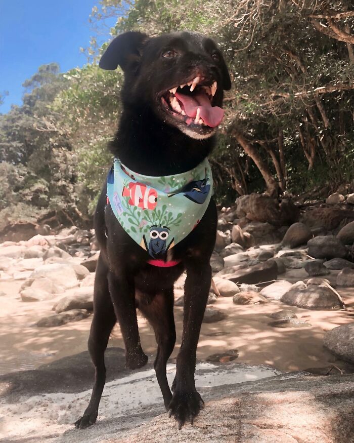 Meet Odin, The Dog Who Lost Part Of His Snout In An Accident And Still Found Kindness In His Owner Who Adopted Him After He Spent 3 Years In A Shelter Meet Odin, The Dog Who Lost Part Of His Snout In An Accident And Still Found Kindness In His Owner Who Adopted Him After He Spent 3 Years In A Shelter