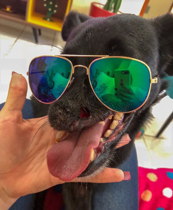 Meet Odin, The Dog Who Lost Part Of His Snout In An Accident And Still Found Kindness In His Owner Who Adopted Him After He Spent 3 Years In A Shelter Meet Odin, The Dog Who Lost Part Of His Snout In An Accident And Still Found Kindness In His Owner Who Adopted Him After He Spent 3 Years In A Shelter