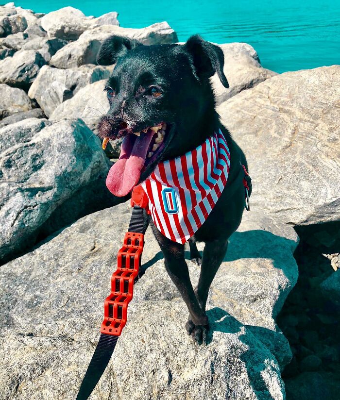 Meet Odin, The Dog Who Lost Part Of His Snout In An Accident And Still Found Kindness In His Owner Who Adopted Him After He Spent 3 Years In A Shelter Meet Odin, The Dog Who Lost Part Of His Snout In An Accident And Still Found Kindness In His Owner Who Adopted Him After He Spent 3 Years In A Shelter