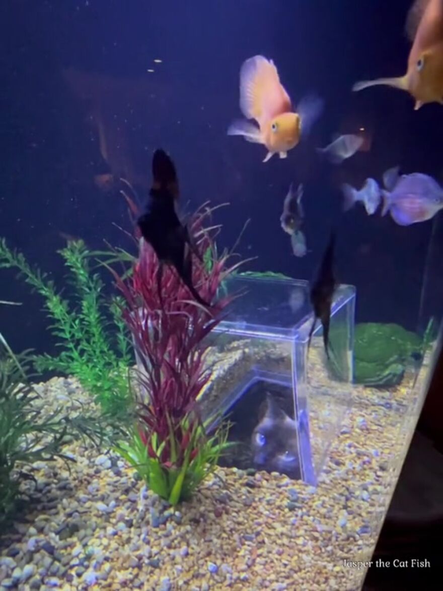 This Cat Received His Very Own Custom-Made Aquarium That Allows Him To Safely Watch And Interact With Fish This Cat Received His Very Own Custom-Made Aquarium That Allows Him To Safely Watch And Interact With Fish