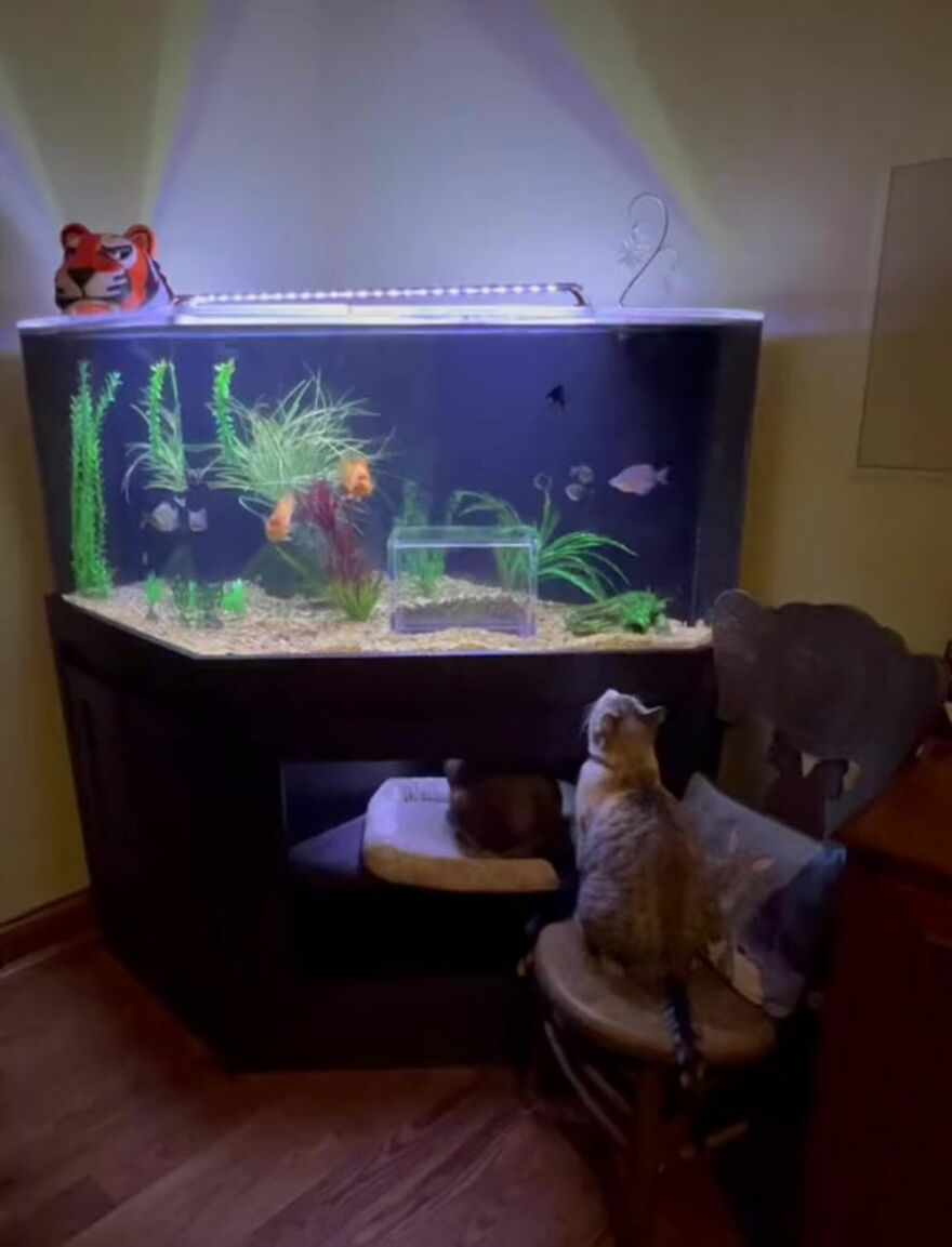 This Cat Received His Very Own Custom-Made Aquarium That Allows Him To Safely Watch And Interact With Fish This Cat Received His Very Own Custom-Made Aquarium That Allows Him To Safely Watch And Interact With Fish