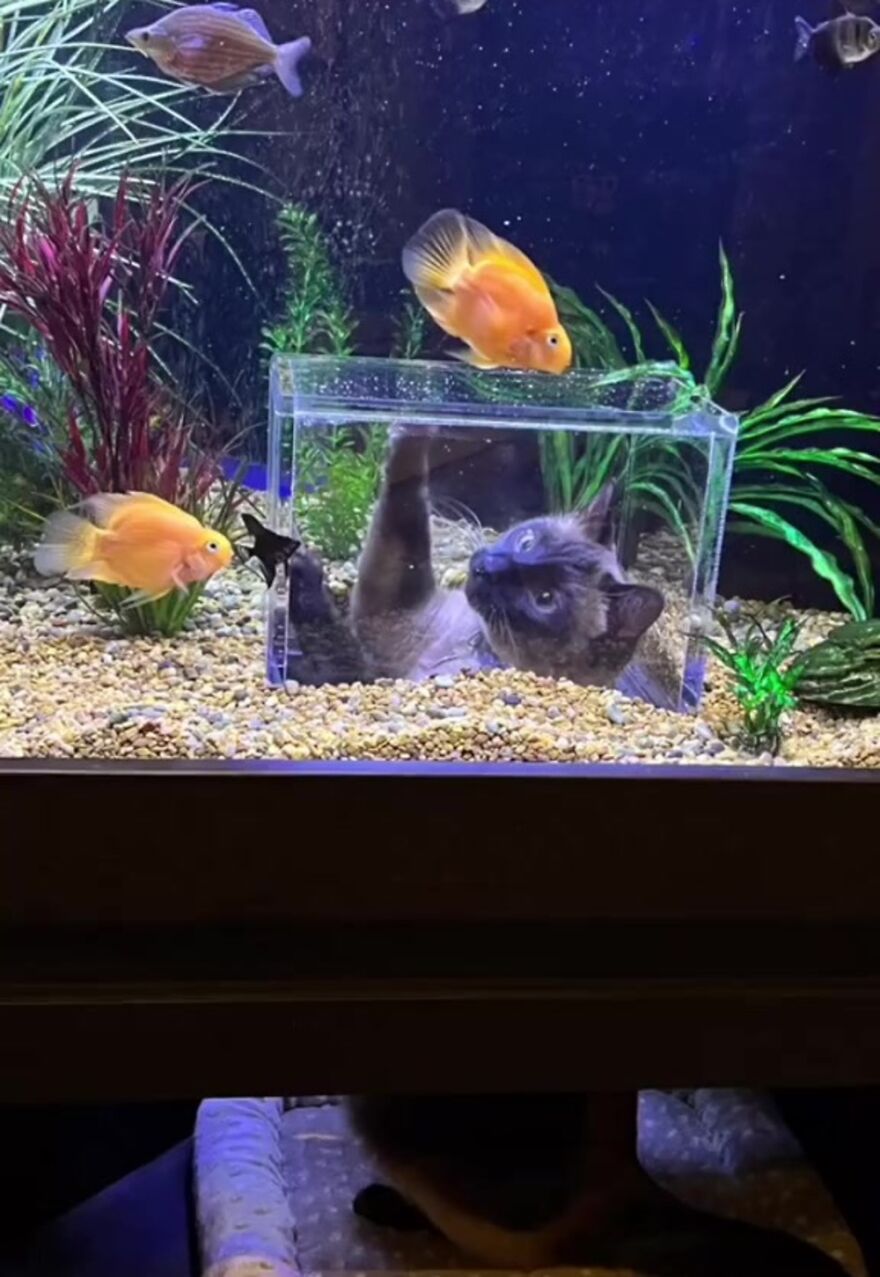 This Cat Received His Very Own Custom-Made Aquarium That Allows Him To Safely Watch And Interact With Fish This Cat Received His Very Own Custom-Made Aquarium That Allows Him To Safely Watch And Interact With Fish