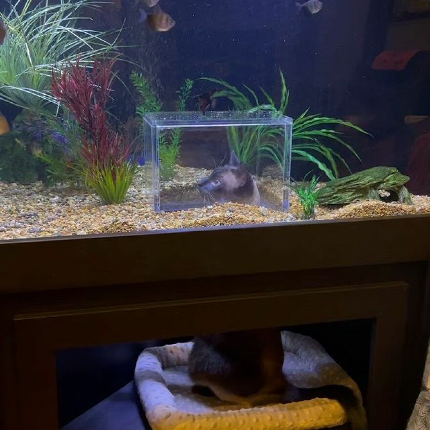 This Cat Received His Very Own Custom-Made Aquarium That Allows Him To Safely Watch And Interact With Fish This Cat Received His Very Own Custom-Made Aquarium That Allows Him To Safely Watch And Interact With Fish