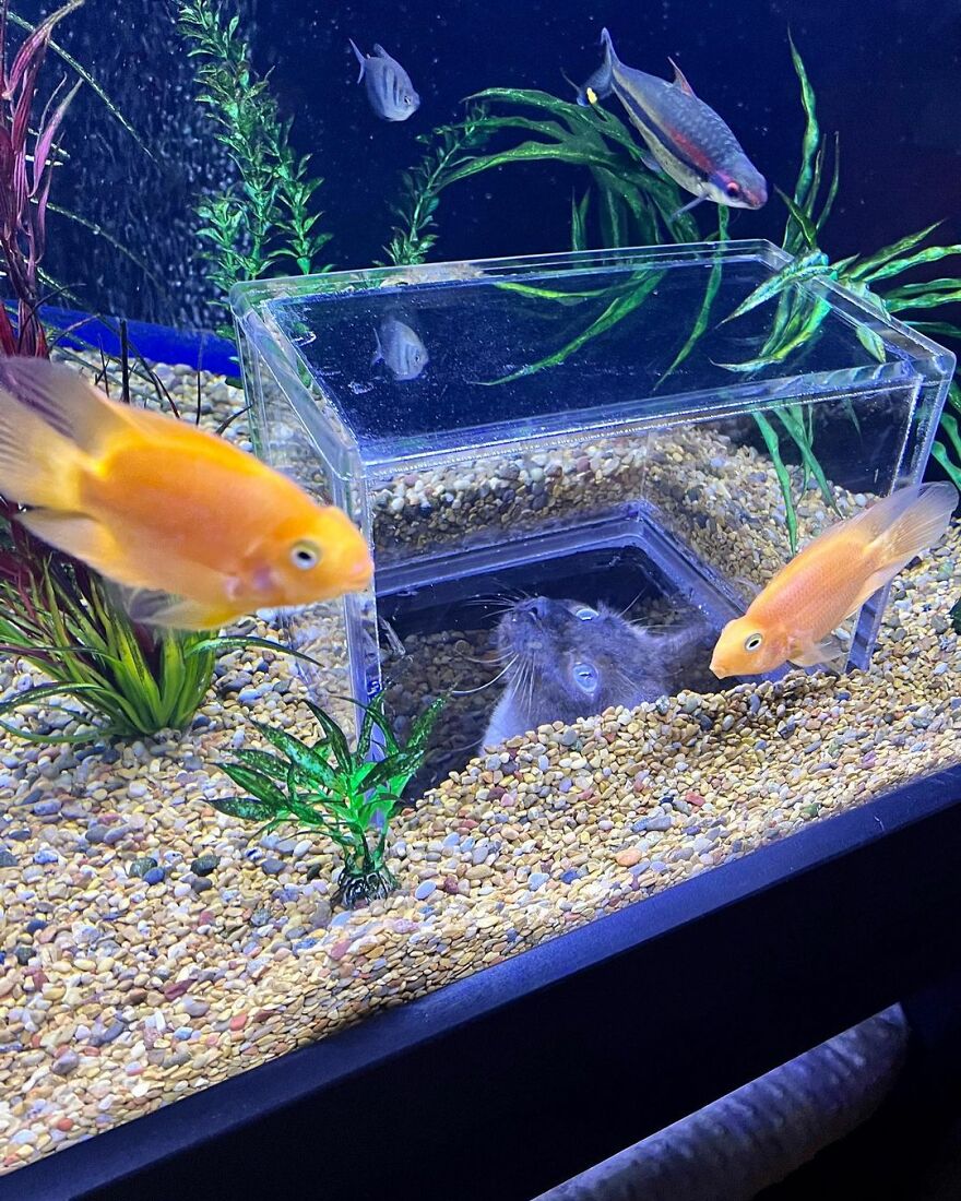 This Cat Received His Very Own Custom-Made Aquarium That Allows Him To Safely Watch And Interact With Fish This Cat Received His Very Own Custom-Made Aquarium That Allows Him To Safely Watch And Interact With Fish