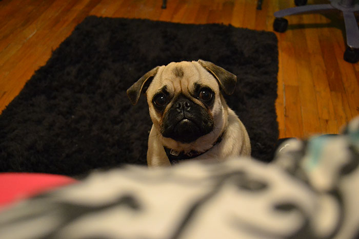 14 Heartwarming Instances Of Rescue Dogs Building Trust With Their Humans, Shared In This Online Thread 14 Heartwarming Instances Of Rescue Dogs Building Trust With Their Humans, Shared In This Online Thread