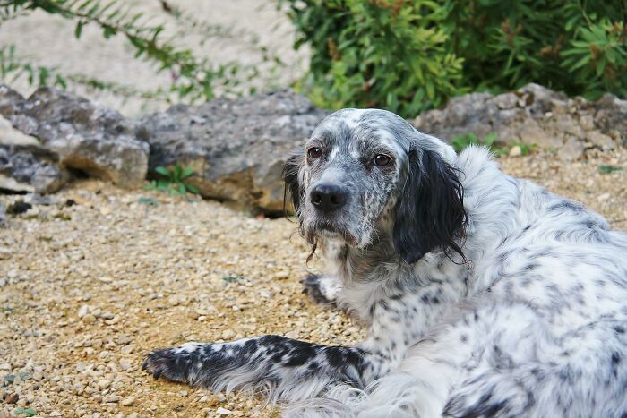 14 Heartwarming Instances Of Rescue Dogs Building Trust With Their Humans, Shared In This Online Thread 14 Heartwarming Instances Of Rescue Dogs Building Trust With Their Humans, Shared In This Online Thread