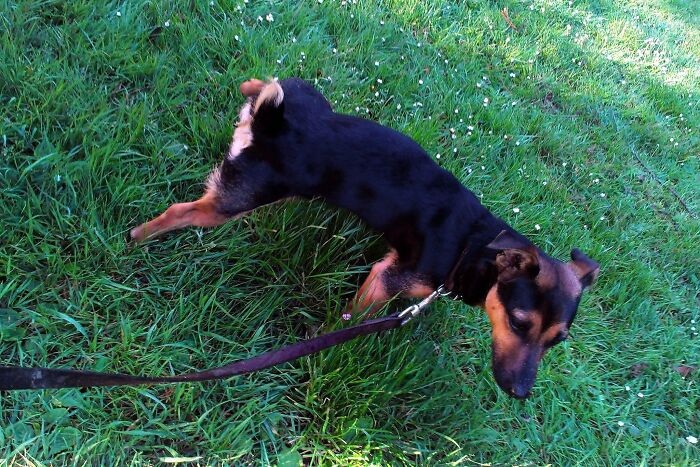 14 Heartwarming Instances Of Rescue Dogs Building Trust With Their Humans, Shared In This Online Thread 14 Heartwarming Instances Of Rescue Dogs Building Trust With Their Humans, Shared In This Online Thread