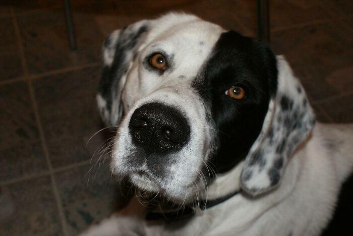 14 Heartwarming Instances Of Rescue Dogs Building Trust With Their Humans, Shared In This Online Thread 14 Heartwarming Instances Of Rescue Dogs Building Trust With Their Humans, Shared In This Online Thread