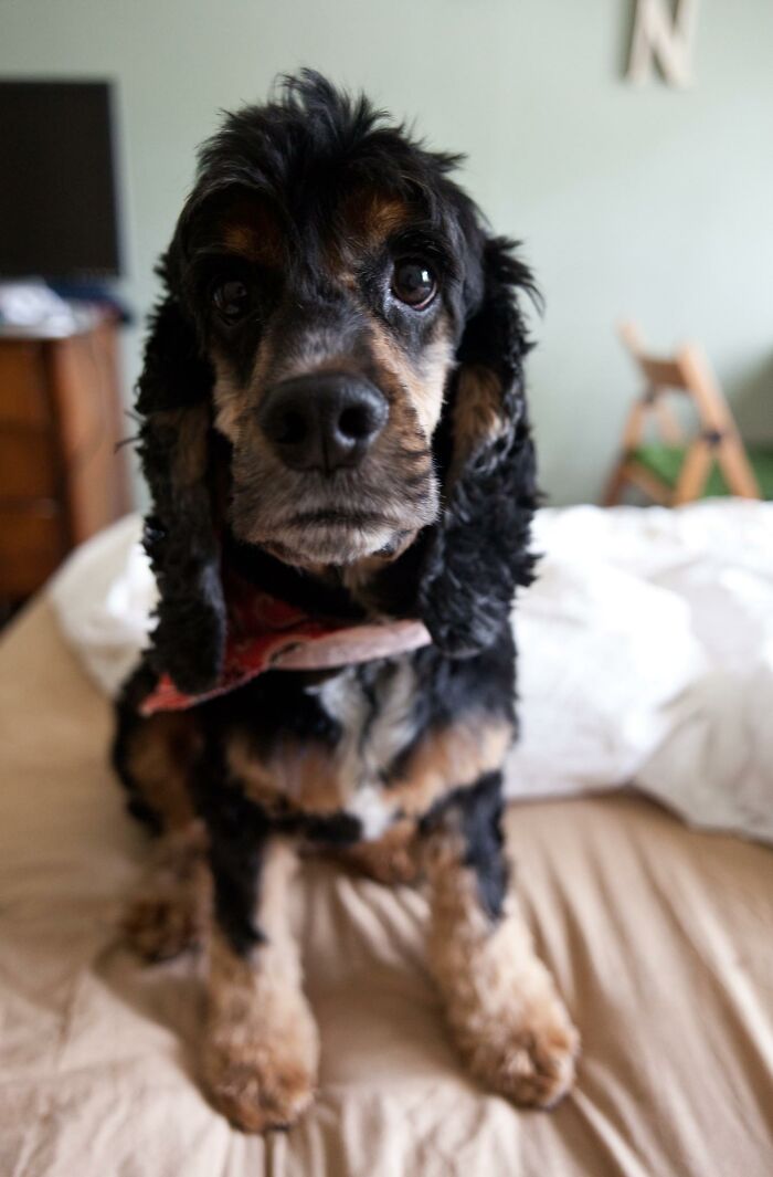 14 Heartwarming Instances Of Rescue Dogs Building Trust With Their Humans, Shared In This Online Thread 14 Heartwarming Instances Of Rescue Dogs Building Trust With Their Humans, Shared In This Online Thread