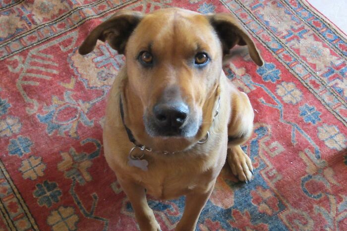 14 Heartwarming Instances Of Rescue Dogs Building Trust With Their Humans, Shared In This Online Thread 14 Heartwarming Instances Of Rescue Dogs Building Trust With Their Humans, Shared In This Online Thread